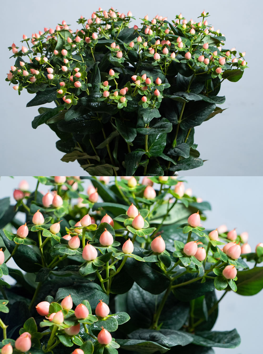 Hypericum Pink