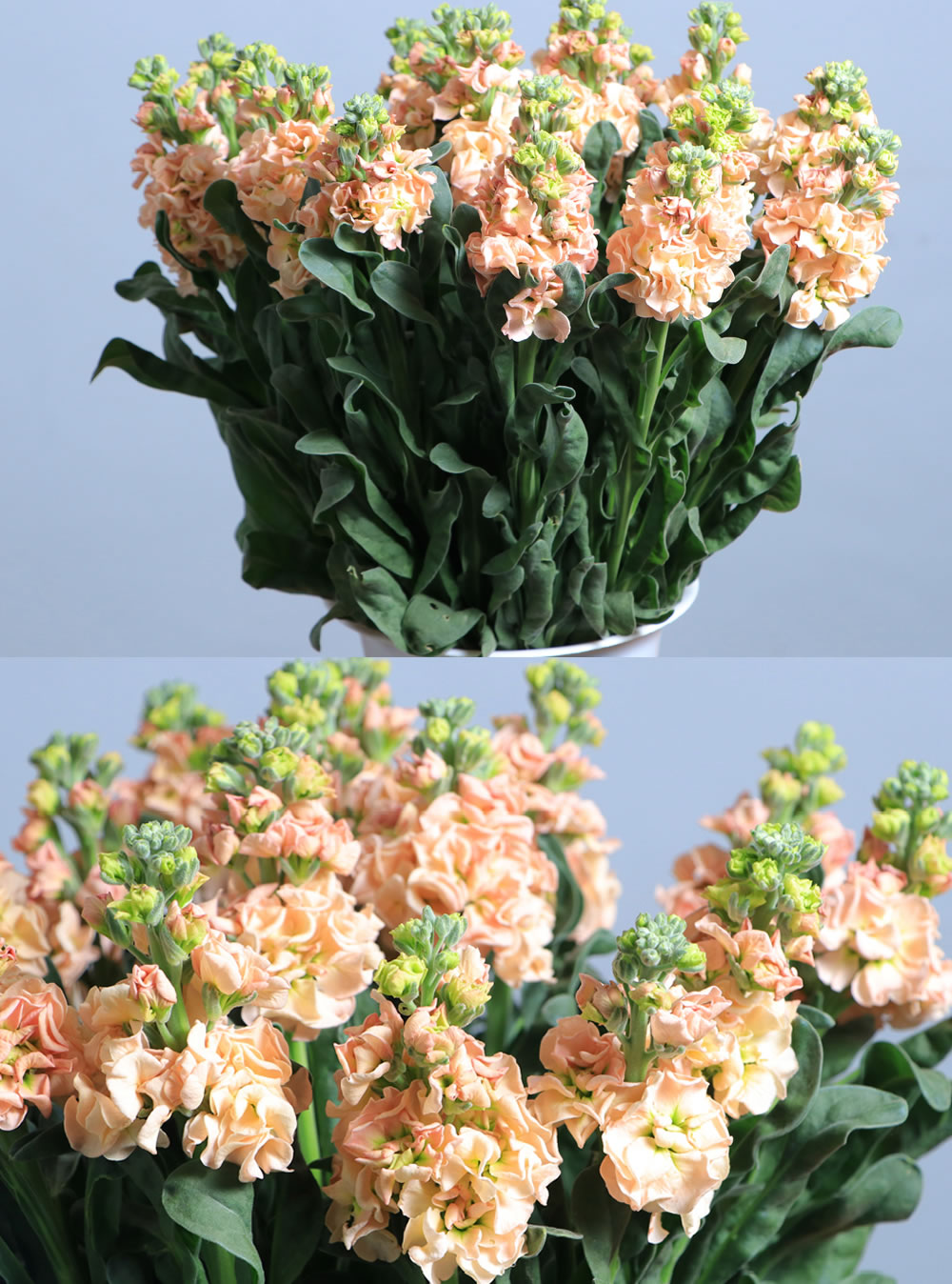 Mathiola Apricot