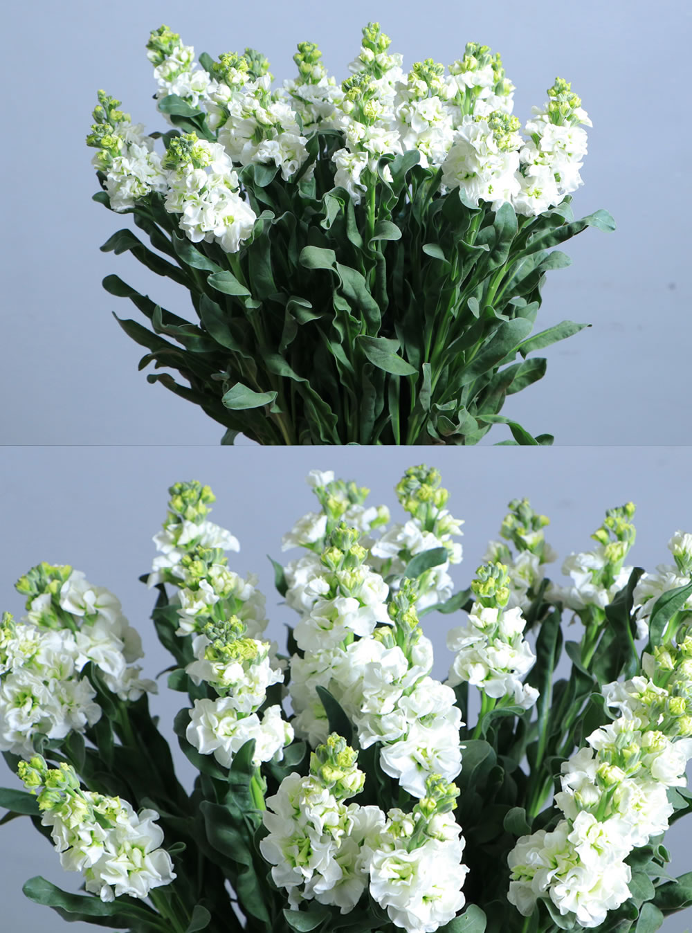 Mathiola White