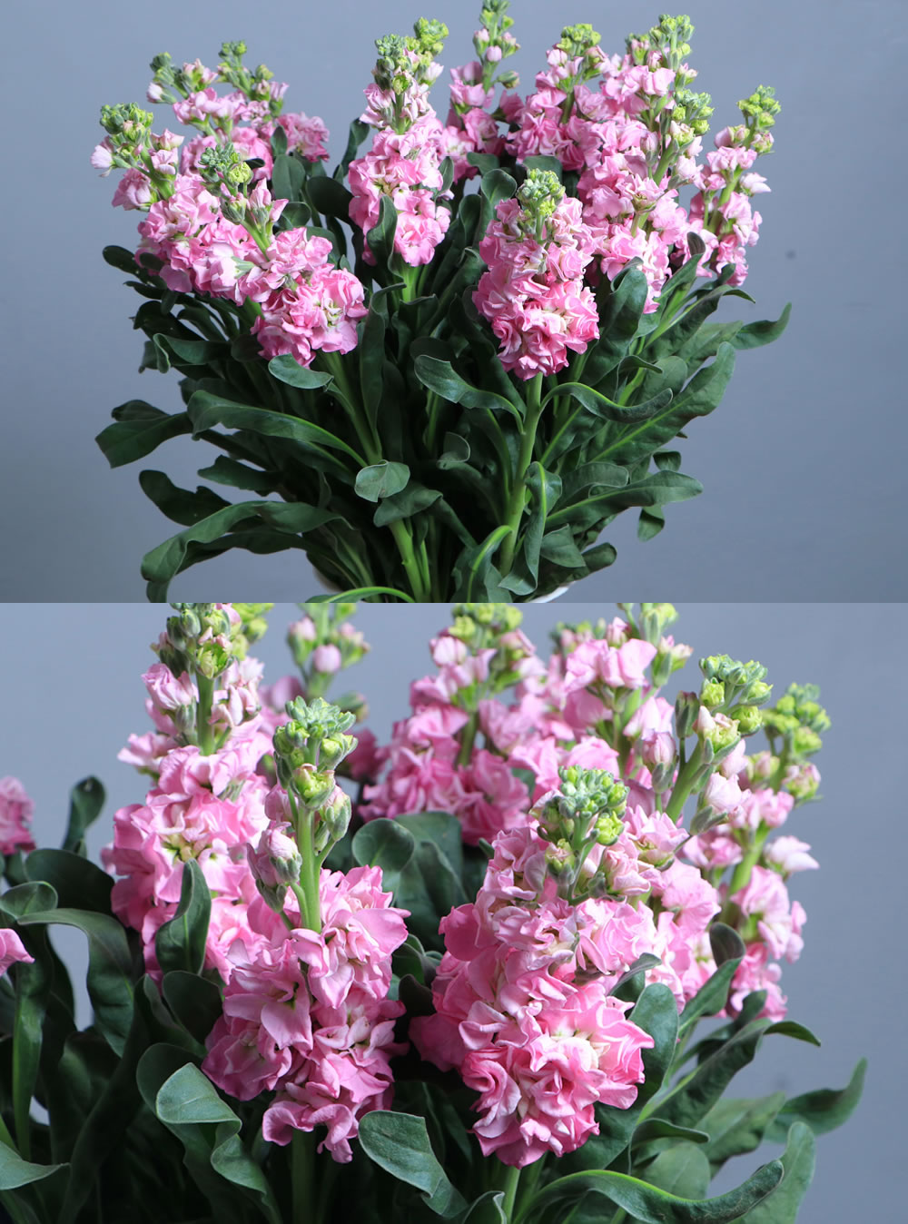 Mathiola Pink