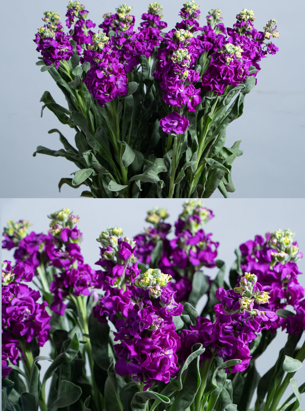 Mathiola Purple